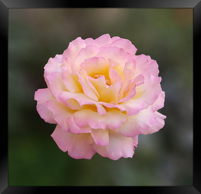 Pink rose in direct light on a blurry background Framed Print by Adrian Bud