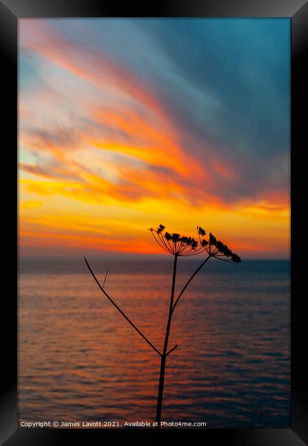 Flora Sunset Silhouette Framed Print by James Lavott