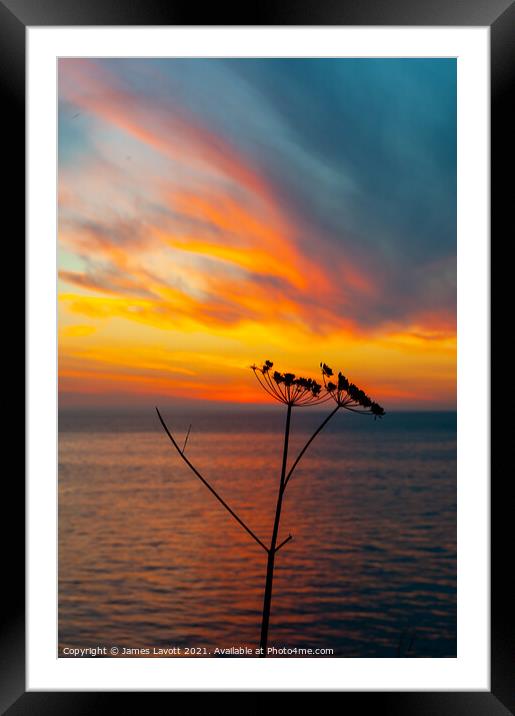 Flora Sunset Silhouette Framed Mounted Print by James Lavott