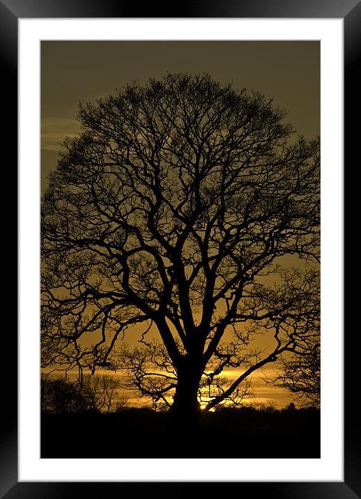 Sycamore Silhouette Framed Mounted Print by James Lavott