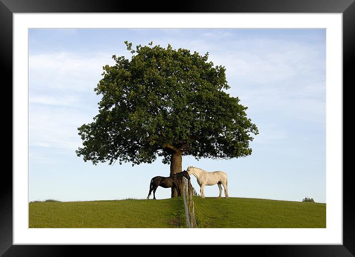 Horses Beneath An Oak Tree Framed Mounted Print by James Lavott