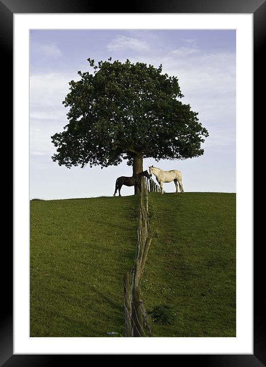 Two Horses Meeting Under A Great Oak Framed Mounted Print by James Lavott