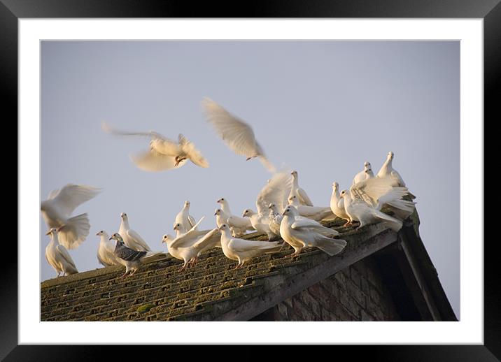 White Doves - Series I Framed Mounted Print by James Lavott