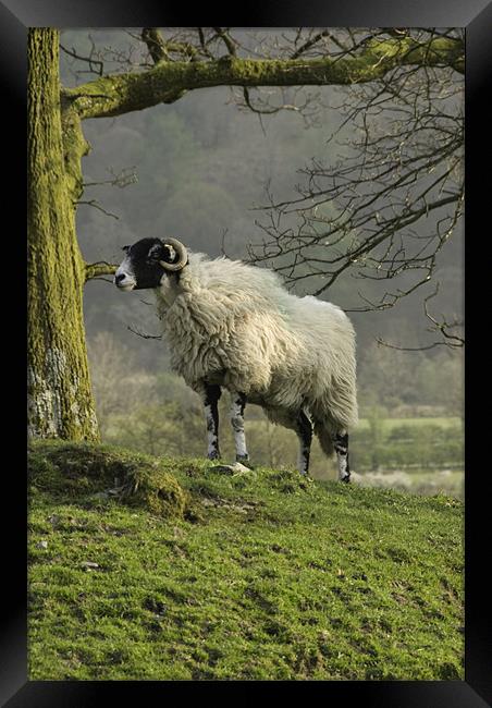 Lost sheep Framed Print by James Lavott
