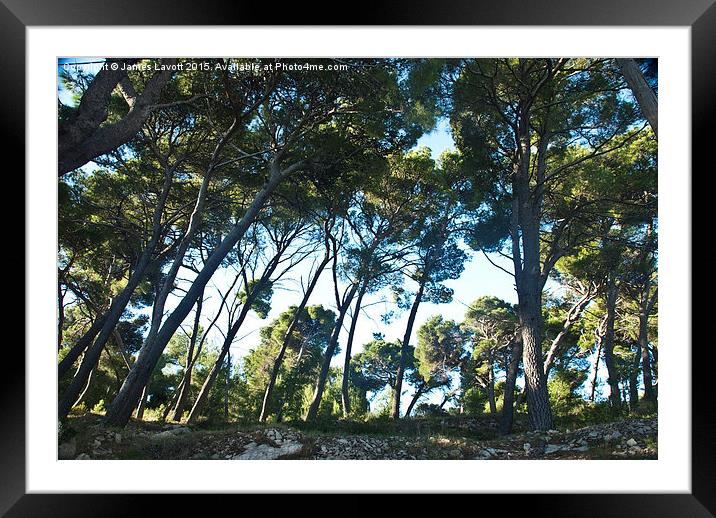  Cavtat Trees Framed Mounted Print by James Lavott