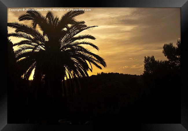  Palm Tree Sunset Framed Print by James Lavott