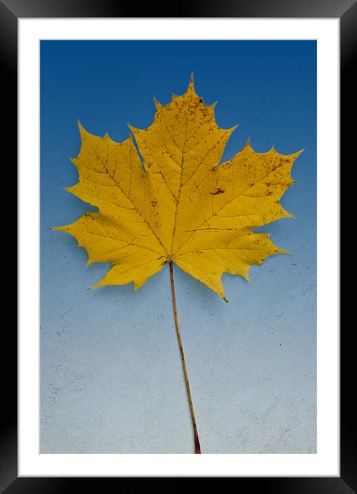 Sycamore In Blue Framed Mounted Print by James Lavott