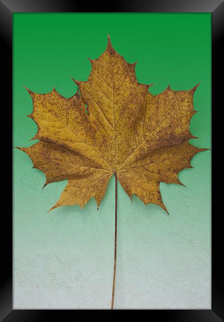 Sycamore On Green Framed Print by James Lavott