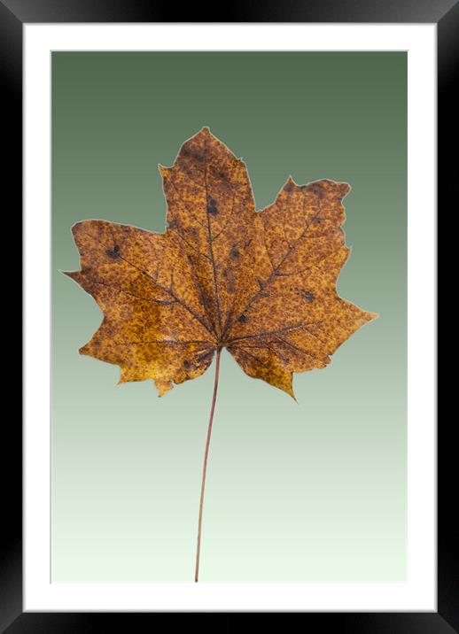 Sycamore On Hazel Framed Mounted Print by James Lavott
