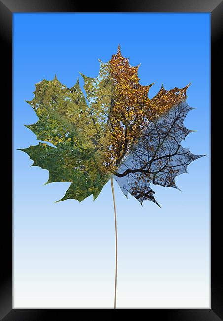 Sycamore Seasons Framed Print by James Lavott