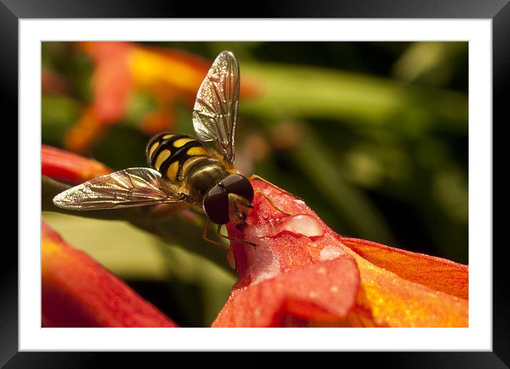 Hoverfly at Rest Framed Mounted Print by James Lavott