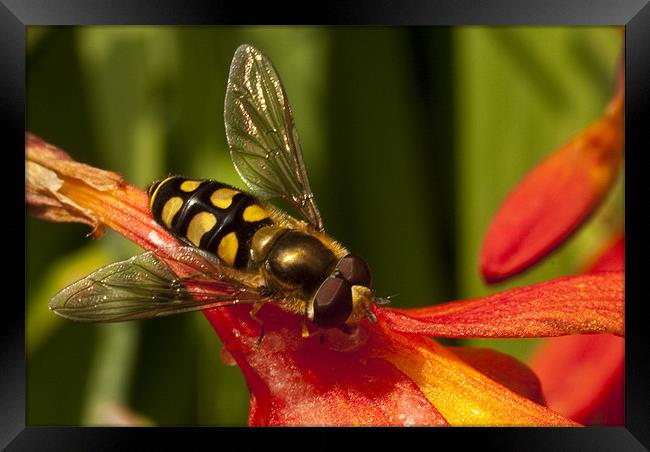Hoverfly Framed Print by James Lavott