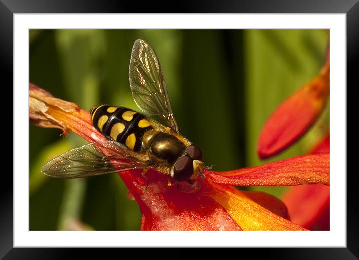 Hoverfly Framed Mounted Print by James Lavott