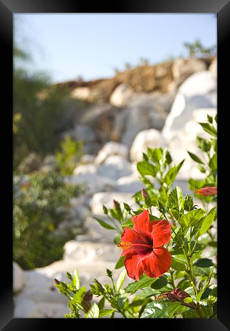 Red Wall Flower Framed Print by James Lavott