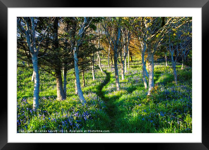 Bluebell Path Framed Mounted Print by James Lavott