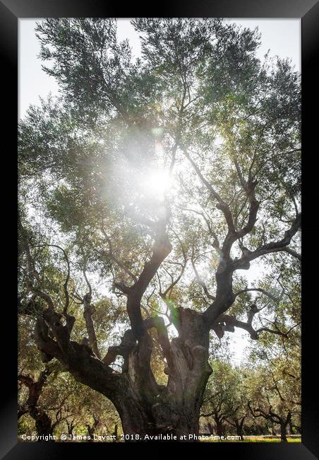Sun Soaked Giant Olive Tree Framed Print by James Lavott