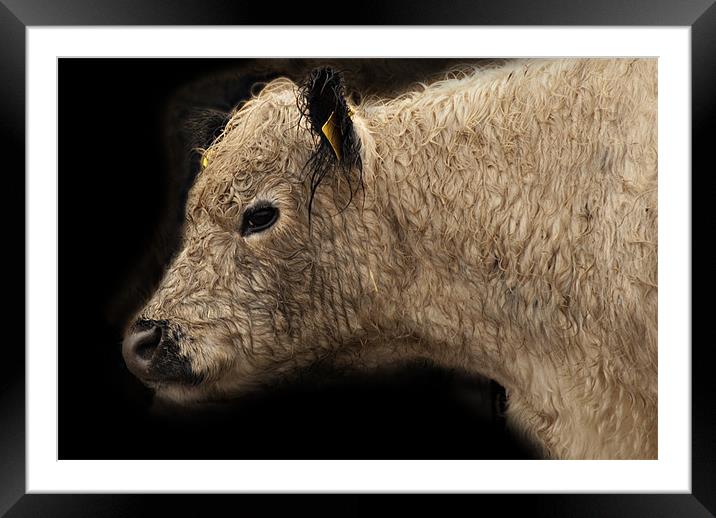Calf Framed Mounted Print by James Lavott