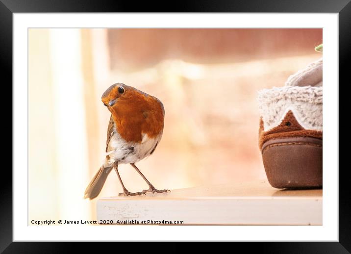 Inquisitive Robin Framed Mounted Print by James Lavott