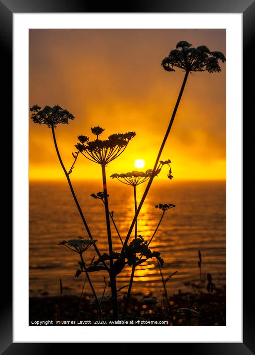 Gyrn Flora & Sunset Framed Mounted Print by James Lavott