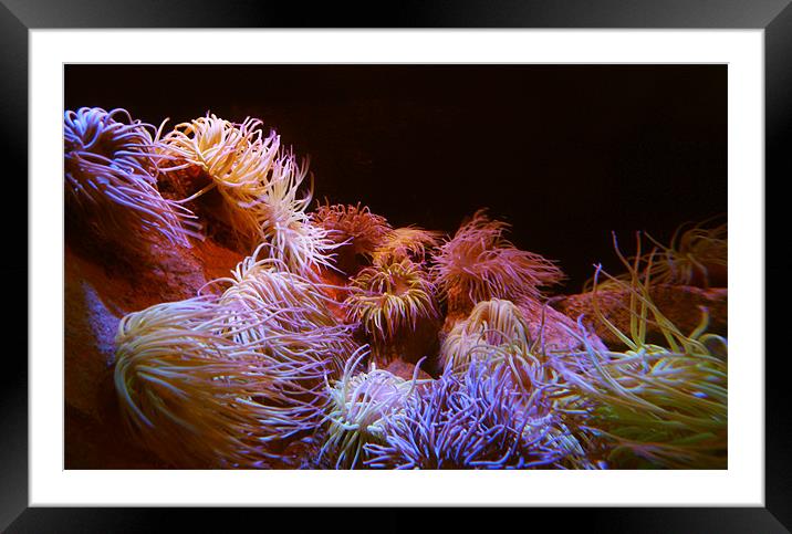 Flow Framed Mounted Print by Bobby Brown
