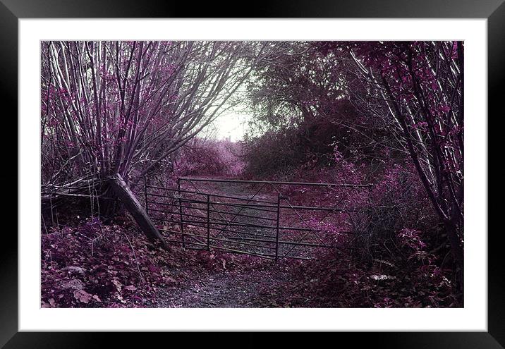 purple haze Framed Mounted Print by Bobby Brown
