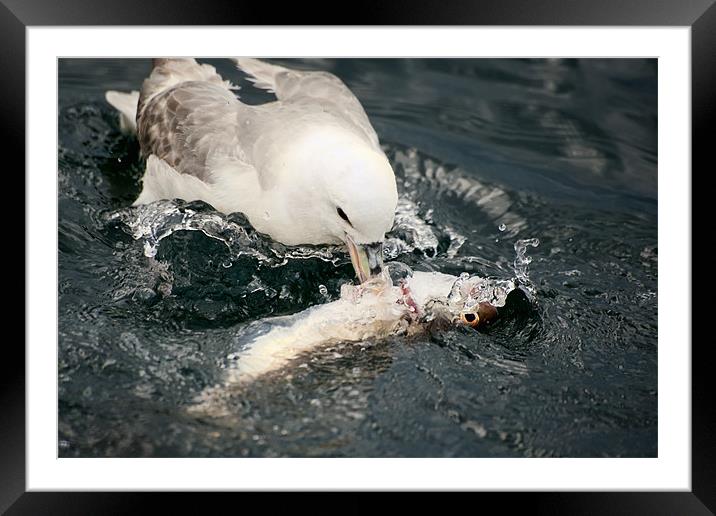 Catch Of The Day Framed Mounted Print by Fee Easton