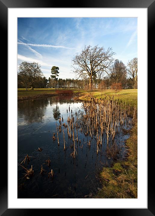 Rushes Framed Mounted Print by Fee Easton