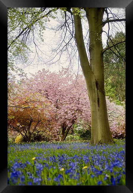 Bluebells and Blossom Framed Print by Fee Easton