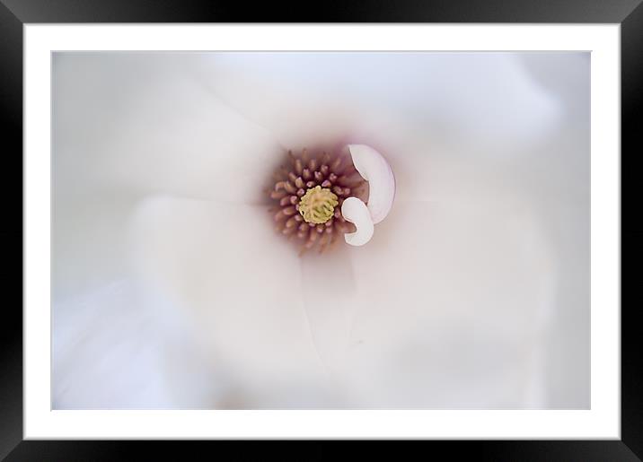 Blush Framed Mounted Print by Fee Easton