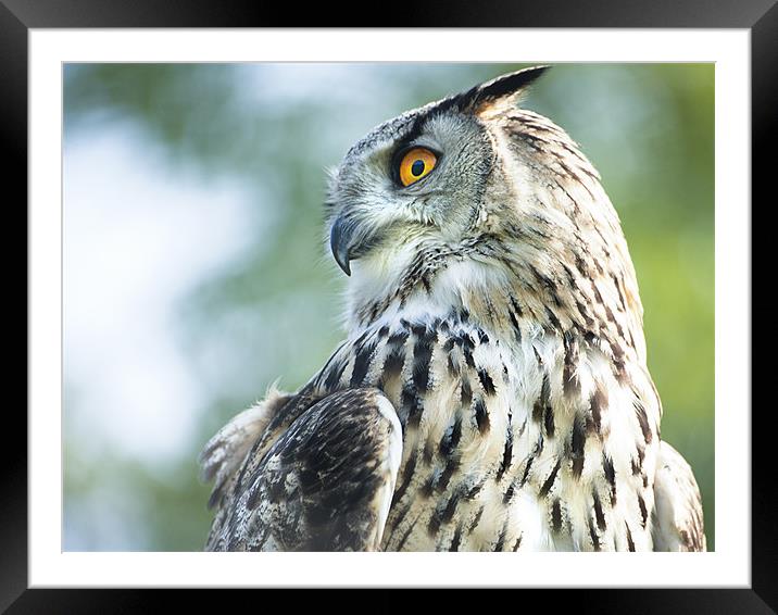 European Eagle Owl Framed Mounted Print by Fee Easton