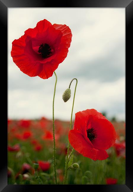 Red Framed Print by Fee Easton