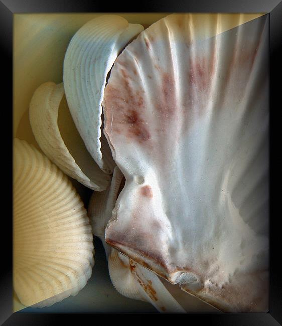 shells Framed Print by louise harborow