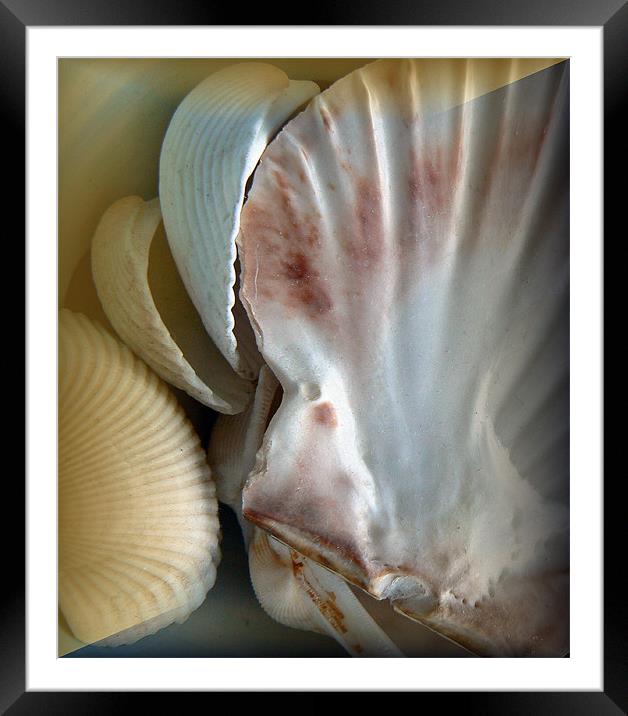 shells Framed Mounted Print by louise harborow