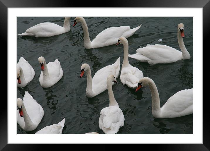 Swans in the docks  Framed Mounted Print by mark blower