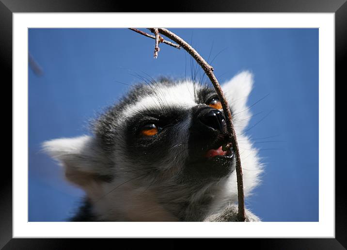 Lemur Framed Mounted Print by mark blower