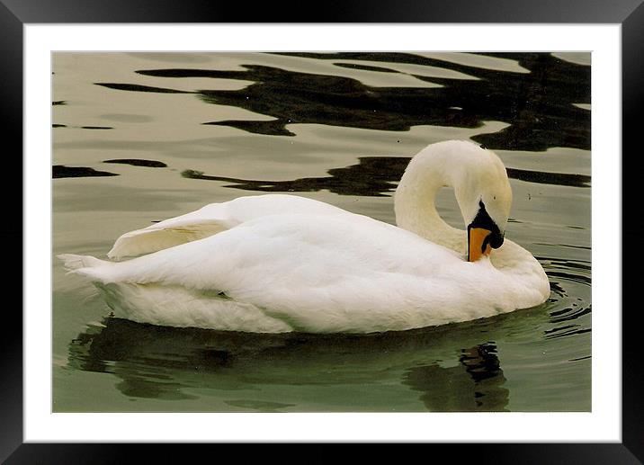 Swan Framed Mounted Print by John Willsher