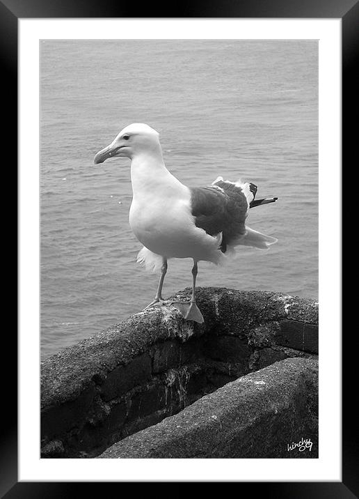gull on point Framed Mounted Print by Paul Hinchcliffe