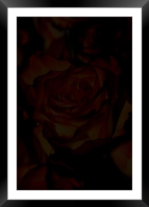 A rose among many Framed Mounted Print by Paul Hinchcliffe