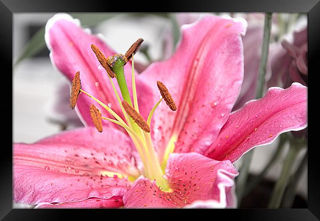Pink Lily Framed Print by Darren Smith