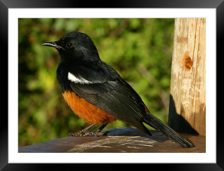 Mocking Cliff-chat Framed Mounted Print by Brett Hagen