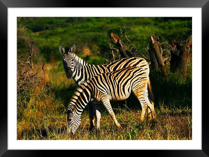 Zebra Twins Framed Mounted Print by Brett Hagen