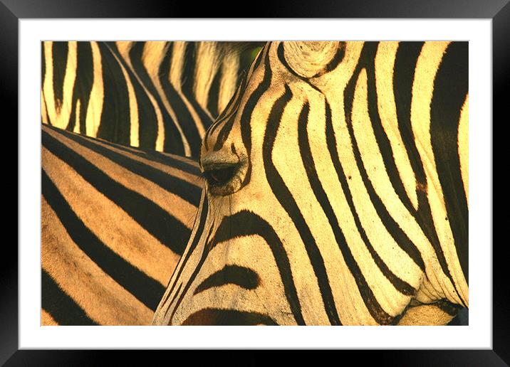 Zebra-eye Framed Mounted Print by Brett Hagen