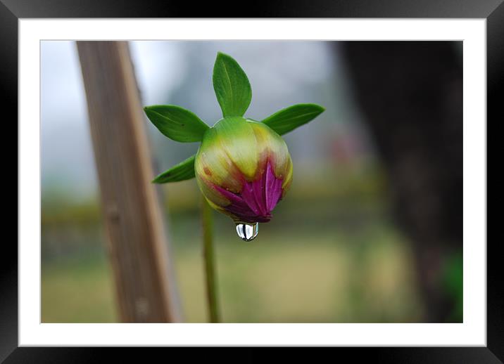 First Drop Of The Morning Framed Mounted Print by Sudipta Paul