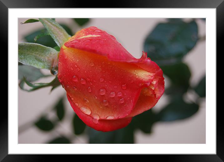 Gift For Someone You Love Framed Mounted Print by Sudipta Paul