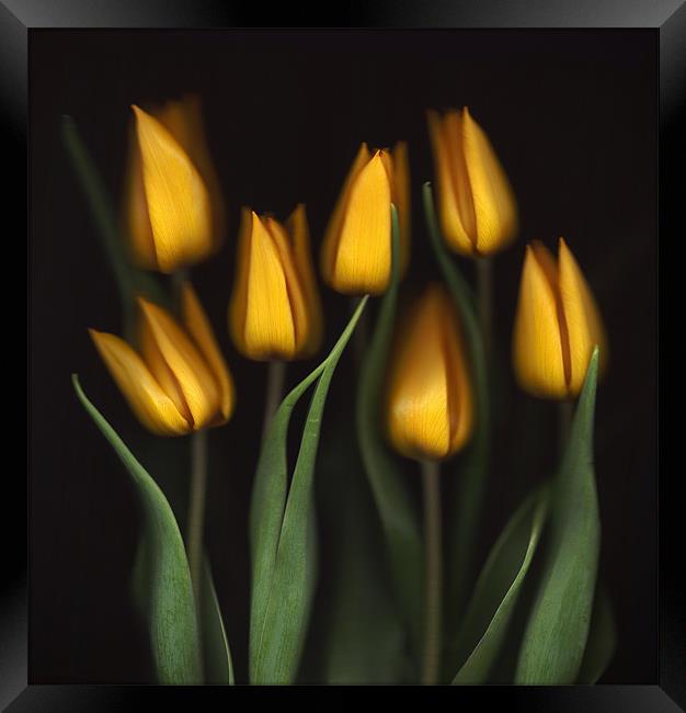 Tulips Framed Print by Brian Haslam