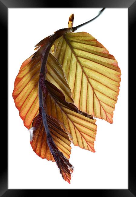 Beech Framed Print by Brian Haslam