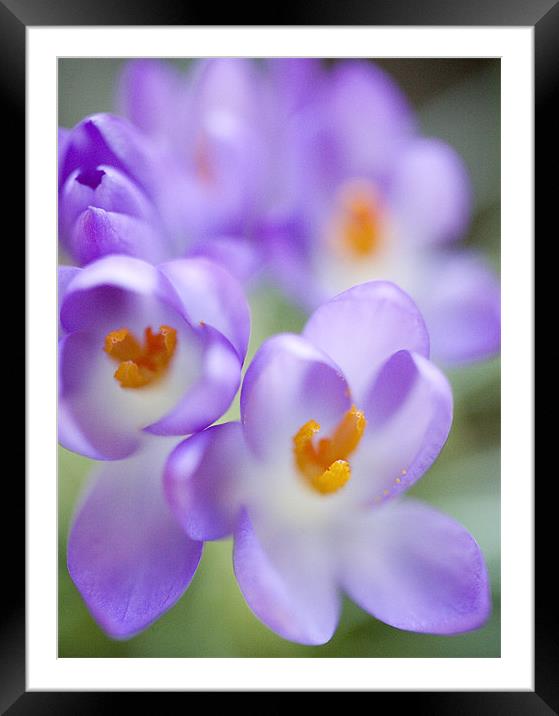 Crocus Framed Mounted Print by Brian Haslam