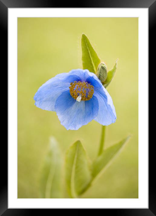 Blue Framed Mounted Print by Brian Haslam