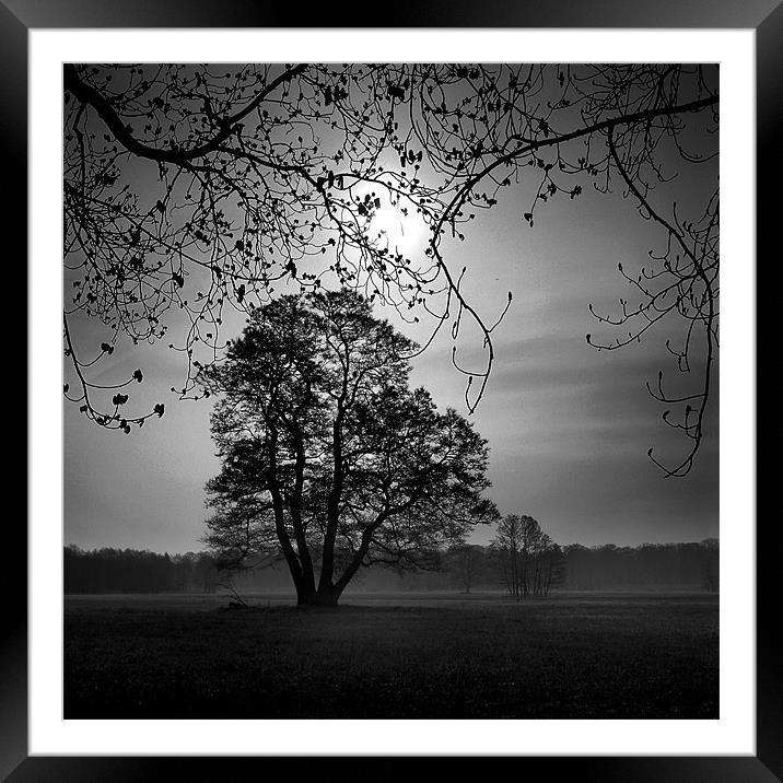 Trees in morning light Framed Mounted Print by James Mc Quarrie