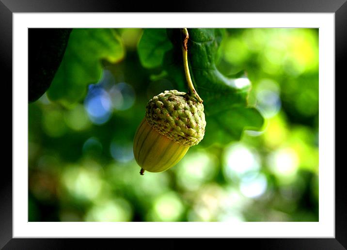 From little acorns grow mighty oaks Framed Mounted Print by Nicholas Averre